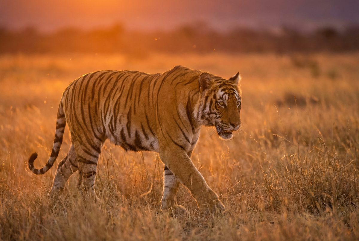 草莓视频动物MV视频 动物写真MV视频演示